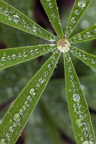 Jones, Adam 아티스트의 Lupine leaves and raindrops-Olympic National Park-Washington State작품입니다.